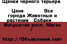 Щенки черного терьера › Цена ­ 35 000 - Все города Животные и растения » Собаки   . Ингушетия респ.,Магас г.